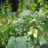 Broccoli is ripe: determining the cutting time