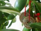 How to successfully propagate a money tree at home