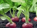 Radish care How often to water radishes after planting