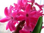 Hyacinth, growing in the garden and at home