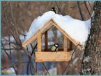 How to make a bird feeder