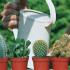 The benefits of cacti and care at home