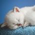 What does a dream with kittens mean?